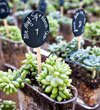 Succulent wedding favor by Joy Marie Photography